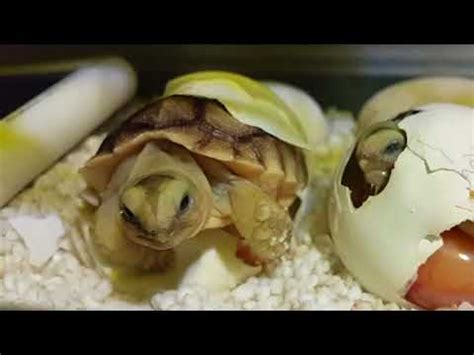 官印高透格 烏龜成長過程